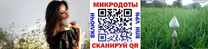 купить закладку Тайга Галлюциногенные грибы Psilocybine cubensis